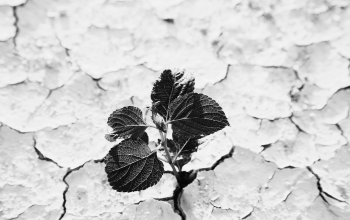 [Miniature article] Alumni for the Planet (1)