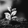 Faciliter la transformation écologique en période de crise